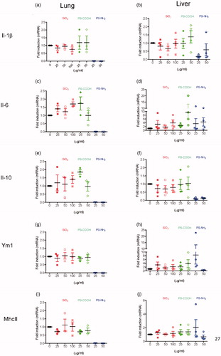 Figure 7. mRNA expression levels of IL-1β, IL-6, IL-10, Ym1, and MHCII in murine lung and liver slices exposed to nanoparticles. qRT-PCR analysis of inflammatory cytokines and polarization markers in lung and liver slices exposed to 25, 50, and 100 µg/mL 50 nm SiO2, 25 and 50 µg/mL PS-COOH and PS-NH2 nanoparticles for 48 h. Results are shown as fold change over the results obtained in untreated control slices, calculated as described in the Materials and Methods. The data are the average of three or four independent experiments and the error bars represent the standard error of the mean (SEM). Each symbol represents an independent experiment. Kruskal–Wallis statistic followed by Dunnett’s multiple comparisons test was performed on ΔCt values.