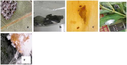 Figure 8. Eggs collected from leaves and flower bud of S. alata. (a) Catopsilia pyranthe (Butterfly), (b) Chrysochoris stollii (Jewel bug), (c) Hendecasiss duplifascialiss(bud borer), (d) mealy bug, (e) unidentified egg.