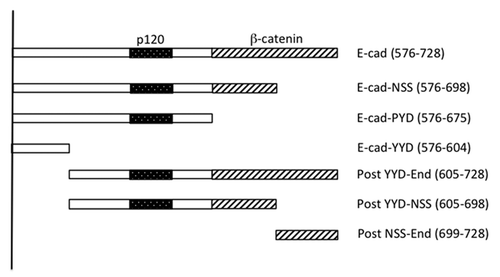 Figure 1. Schema of the E-cadherin cytoplasmic tail and mutants used in this study. The “core” p120 binding siteCitation13 and β-catenin binding site are identified. C-terminal truncations are named for the final (C-terminal) three amino acids in the truncation. The amino acid positions that mark the N- and C-termini of the fragments (numbered from the beginning of the mature protein) are indicated in brackets.