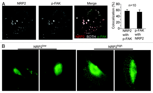 Figure 2. Neuropilin-2 localizes in focal adhesions and contributes to focal adhesion formation on laminin. (A) MDA-MB-435 cells were plated on laminin and immunofluorescence staining was performed using Abs to p-FAK (Y397) and NRP2. Samples were imaged using TIRF microscopy. Averaging all experiments, the colocalization of NRP-2 with FAK is 57.8% ± 4.6 and FAK with NRP-2 is 54.6% ± 6.8 (mean ± SEM, n = 10). These data demonstrate that NRP2 can localize in focal adhesions. (B) NRP2high and NRP2low populations isolated from breast tumors were plated on laminin and stained with a p-FAK (Y397) Ab. These data indicate that the NRP2high population in human breast tumors, which comprises only ~8% of total tumor cells and expresses high levels of α6β1 (CD49f), has the capacity to form focal adhesions on laminin in contrast to the NRP2low population. For details see Goel et al.Citation18