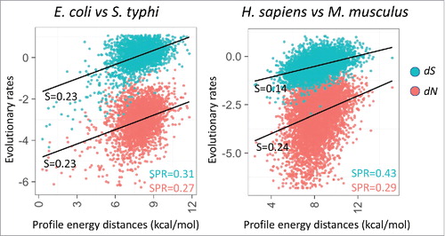 Figure 3. Correlation between energy profile distance (ΔΔG) between orthologous mRNAs and evolutionary rates (estimated using PAML47) as synonymous and non-synonymous sites (dS and dN, respectively, shown on the logarithmic scale). The plots include 2,638 pairs of orthologs from E. coli and S. typhi, and 6,783 pairs of orthologs from H. sapiens and M. musculus. The sets of orthologous genes are from .29 Spearman rank correlation coefficients (SPR) between profile energy distance and evolulationary rates (dS in blue, dN in red) are significant (p < 0.005) as indicated in the corner. Slopes of the linear regression (S) are indicated next to the trend line.