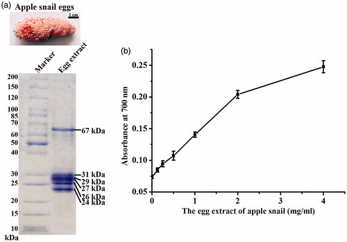 Figure 1. The egg extract of apple snail (a) visualized on a 4–15% gradient SDS-PAGE gel and (b) its reducing activity at various concentrations.