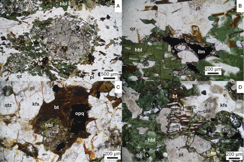 Figure 2. Plane-polarised light photomicrographs of (A, B) Woodham Orthogneiss hornblende-biotite monzodioritic orthogneiss and (C, D) McKnee Intrusives quartz monzodiorite (OU82005). A, Partial replacement of clinopyroxene and orthopyroxene by hornblende, biotite and quartz (OU81943). B, Incomplete replacement of ilmenite by titanite. Note the green-blue rims and green-brown cores of the hornblende (OU81910). C, Partial magmatic replacement of clinopyroxene by hornblende, which has in turn been partially altered to biotite. D, Textural evidence for sub-solidus replacement of biotite by muscovite, chlorite and epidote. Mineral abbreviations follow Whitney & Evans (Citation2010).