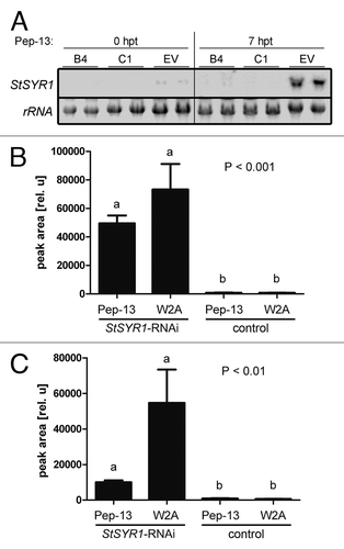 Figure 4. Differential secretion of metabolites in StSYR1-RNAi cell cultures. Cell cultures were grown for four days in the dark with continuous shaking at 20°C. (A) Individual cultures were elicited with 10 nM Pep-13 and harvested by centrifugation at the time points indicated. Total RNA was isolated and used for northern blot hybridization with a radioactively labeled StSYR1-specific probe. Ethidium bromide-stained gels are depicted to show equal loading. EV, empty vector-transformed cell culture; B4, C1, independent StSYR1-RNAi cell cultures; hpt, hours post treatment. (B and C) Cell cultures were elicited with 10 nM Pep-13, media were harvested 24 h post elicitation by filtration and used for LC-MS measurements. Two differentially occurring peaks are plotted. Experiments were performed three times with similar results.