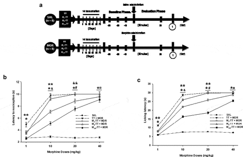 Figure 2. The morphine-treated groups had a dose-dependent increase in tail-flick and hot-plate latency. (a) Experiment timeline. Vaccinated mice administered with 1, 10, 20, or 40 mg/kg morphine had an attenuation in morphine-induced tail-flick (b) or hot-plate (c) latency. Mean tail-flick or hot-plate latency (± S.E.M.). *P < .01 significant effects on tail-flick or hot-plate latency in the TT + MOR, the M3-TT-MOR, the M6-TT-MOR, and M3/6-TT-MOR groups compared to saline-treated groups. ** P < .01 Significant effects on tail-flick or hot-plate latency in the TT-MOR groups dosed with 1, 10, or 20 mg/kg morphine compared to the M3-TT-MOR, the M6-TT-MOR, and M3/6-TT-MOR groups. & P < .01 Significant effects on tail-flick or hot-plate latency in the TT-MOR−10mg M3-TT-MOR−10mg, M6-TT-MOR−10mg, and M3/6-TT-MOR−10mg, groups compared to the TT-MOR-1mg, M3-TT-MOR−1mg, M6-TT-MOR−1mg, and M3/6-TT-MOR−1mg groups. # P < .01 Significant effects on tail-flick or hot-plate latency TT-MOR−20mg, M3-TT-MOR−20mg, M6-TT-MOR−20mg, and M3/6-TT-MOR−20mg groups compared to the TT-MOR-10mg, M3-TT-MOR−10mg, M6-TT-MOR−10mg and, M3/6-TT-MOR−10mg groups. ¤ P < .01 Significant effects on tail-flick or hot-plate latency in the TT-MOR−40mg, M3-TT-MOR−40mg, M6-TT-MOR−40mg, and M3/6-TT-MOR−40mg groups compared to the TT-MOR-20mg, M3-TT-MOR−20mg, M6-TT-MOR−20mg, and, M3/6-TT-MOR−20mg groups, as determined by two-way ANOVA followed by Tukey’s test