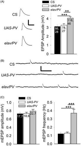 Figure 4. PV-expressing terminals showed greater transmitter release for single APs than the controls. (A) Left: Representative EPSPs produced during 0.5 Hz stimulation. Calibration: 2 mV, 50 ms. Right: EPSP amplitudes for PV-expressing synapses (elav/PV) was significantly greater than those in CS and UAS-PV. (B) Representative mEPSPs recorded from a muscle fiber for each of the three populations. Calibration: 0.75 mV, 0.5 s. (C) Left: There was no significant difference in the mEPSP amplitudes between elav/PV and the controls (p > .10). Right: The mEPSP frequency was significantly greater for PV-expressing synapses compared to UAS-PV and CS. elav/PV was compared to CS and UAS-PV using a one-way ANOVA with a post hoc Bonferroni t-test; **p < .01, ***p < .001.