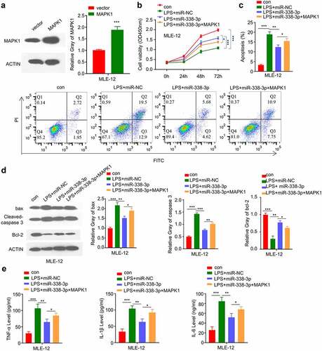 Figure 6. miR-338-3p inhibits LPS-induced cell injury by negatively regulating MAPK1 expression. (a) MAPK1 protein levels in different treatment groups were measured by Western blot; (b) The light absorption value at 450 nm at 0 h, 24 h, 48 h, 72 h in different groups of MLE-12 cells was detected by CCK-8; (c) The apoptosis levels in different MLE-12 cell groups were measured through flow cytometric assay; (d) The protein expression levels of Bcl2, cleaved-cas3, Bax and GAPDH in different groups of MLE-12 cells were measured by Western blot; (e) IL-6, TNF-α, and IL-1β expression levels in different treatment groups were measured through ELISA. *p < 0.05; **p < 0.01; ***p < 0.001.