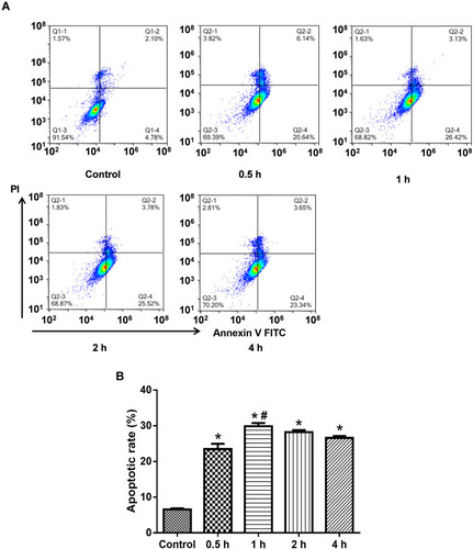 Figure 1 Determining the effect of PLA2 treatment by flow cytometry. (A) Representative images of flow cytometry; (B) Quantitative apoptosis data. Data were expressed as mean and standard deviation. N=6 in each group (Bonferroni test). *P<0.05: compared with the control group; #P<0.05: compared with 0.5 h.