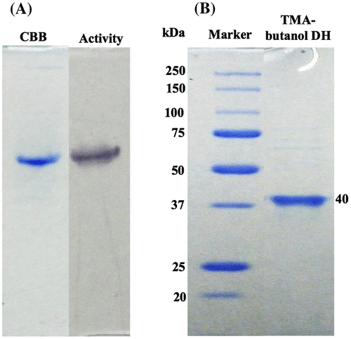 Fig. 1. Assessment of homogeneity (A and B) of TMA-butanol DH. Enzyme purity was checked using Native-PAGE (A) and SDS–PAGE (B).