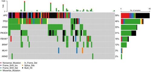 Figure 3 The Cancer Genome Atlas Colon Adenocarcinoma Cohorts (TCGA COAD) stage II non recurred CRCs.