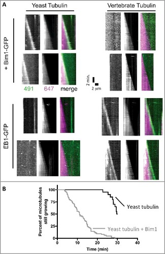 Figure 5. The plus-end tracking activity of Bim1 and EB1 shows species specificity. (A) Kymographs showing the behavior of Bim1-GFP (top rows) or EB1-GFP (bottom rows) on yeast (left columns) or bovine (right columns) microtubules labeled with Alexa-647. GFP and 647 channels are shows separately in greyscale, with the corresponding merged image in color. Robust tracking was only observed for ‘all yeast’ or ‘all mammalian’ combinations of EB and tubulin. All microtubules in the assay behaved consistently with the two representative microtubules shown for each condition. (B) Survival curve representing the percentage of microtubules still growing at the indicated time. Under the conditions of our assay, yeast microtubules were relatively long-lived in the absence of Bim1 (black curve; only 10 of 20 microtubules measured underwent catastrophe from the 20 axonemes monitored during the 30 minute recording). Addition of Bim1-GFP greatly increased the frequency of catastrophe (64 catastrophes recorded from the 20 axonemes monitored).