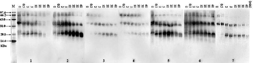 FIGURE 5 IgE-Western blot (B) using rabbit polyclonal antibodies to detect the IgE-binding of crustacean protein extracts after digestion by SGF. The digest was withdrawn at different time intervals (0.5, 1, 2, 5, 10, 15, 30, and 60 min). M, molecular weight proteins; (1) White shrimp (Penaeus vannamei); (2) female Chinese shrimp (Penaeus chinensis); (3) male Chinese shrimp (Penaeus chinensis); (4) Southern rough shrimp (Trachypenaeus curvirostris); (5) Acetes chinensis; (6) Mantis shrimp (Squilla oratoria); (7) Crawfish (Procambarus clarkii).