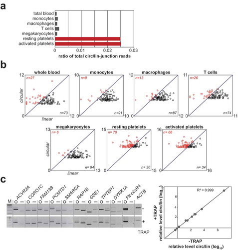 Figure 1. High abundance of circRNAs in human platelets. (a) Relative expression of circRNA vs. linear isoforms, based on the ratio of total circRNA-junction/total linear-junction reads, comparing whole blood and different human hematopoietic cell types. (b) The read counts (log2) of corresponding circular and linear isoforms (Y-axis, circRNA-junction; X-axis, linear-junction) are plotted for the 100 most abundant circRNAs from each sample. Genes with predominant circular isoforms are plotted in red, with predominant linear isoforms in black. (c) RT-PCR validation of circRNAs in human platelets. 10 corresponding circular and linear isoforms were detected by semi-quantitative RT-PCR, using total RNA from purified resting and activated platelets (-/+TRAP) and either convergent (linear) or divergent (circular) primer pairs, with ß-actin (ACTB) as a loading control (left panel). M, markers (500, 400, 300, 200, 100 bp). The right panel shows the ratio of circular/linear isoforms for the same set of 10 targets, as determined by RT-qPCR in activated (+TRAP, Y-axis) and resting (-TRAP, X-axis) platelets.