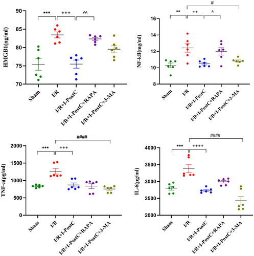 Figure 3. Expression levels of HMGB1, NF‑κB, TNF‑α, and IL‑6 in rat kidneys. Data are presented as the mean ± SD, N = 6/group. ***p<.001, **p<.01, I/R vs. sham; ++++p<.0001, +++p<.001, ++p<.01, I/R + I-PostC vs. I/R; ####p<.0001, #p<.05, I/R + I-PostC + 3-MA vs. I/R; ∧∧p<.01, ∧p<.05, I/R + I-PostC + RAPA vs. I/R + I-PostC. TNF‑α: tumor necrosis factor‑α; IL: interleukin.