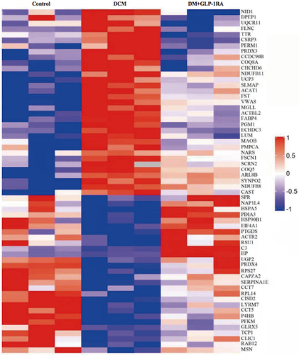 Figure 3 Identification of significant differentially expressed proteins (DEPs) in myocardium of DCM mice after GLP-1RA treatment. Heat map representation of the profiles of 61 differentially expressed proteins in the myocardium among three groups. The percentage variation is represented by a colour scale (top right) from low (blue) to high (red) (n = 3).
