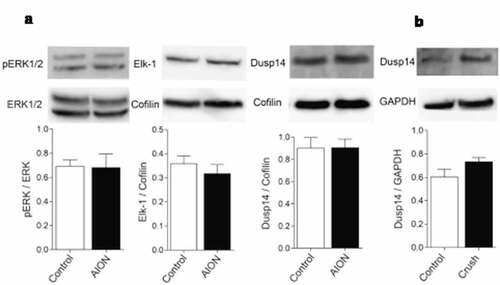 Figure 1. Western blot analysis of MAP kinase pathway molecules 3 days after photochemical thrombosis model of AION in mouse or 3 days after optic nerve crush in rats. (a) Representative Western blot (top) and quantification (bottom) of pERK1/2, ERK1/2, Elk-1, Dusp14, and cofilin (internal standard) in whole retinal lysate three days after AION in mouse. (b) Western blot analysis and quantification of Dusp14 and GAPDH (internal standard) in RGCs purified using RGC marker CD90.1 three days after optic nerve crush in rats