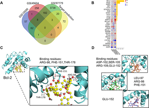 Figure 7 Prediction of TFDG targets and protein–ligand docking. (A) Intersection of GSE10500, GSE49604, GSE97779 and the results of Swiss Target Prediction of TFDG. (B) The intersection results were ranked by binding probability with TFDG.(Yellow bar chart presented the probability of combination between TFDG and proteins.) (C and D) Formation of hydrogen bond between TFDG and Bcl-2 residues. Showed in (C) was top1 binding conformation of TFDG with minimum binding energy. (D) was another 3 conformation of top4 with minimum binding energy. (yellow: top1, red: top2, green: top3, blue: top4.).