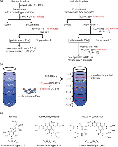 Fig. 1.  (a) Flow charts for the EV isolation procedure based on density gradient centrifugation. The original procedure is shown on the left, in which 15 ml of saliva was fractionated by 17 h of centrifugation through a gradient of iodixanol. The modified protocol (right) uses a fixed angle rotor for centrifugation to reduce the centrifugation time to 4 h. (b) Schema of the method of inserting EV fractions into step density gradient media. After centrifugation, fractions 1 to 6 were collected from the top of the gradient. For fractions 2 to 5, the regions flanking the interphase separating 2 neighbouring density gradient media layers were pooled together. (c) Chemical formula and molecular weight of sucrose, iohexol and iodixanol.