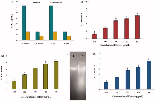 Figure 4. Bioactive potential of ethyl acetate extract of A. sulphureus MME12. (A) MIC against test pathogens; (B) DPPH radical scavenging activity; (C) cytotoxicity against Ehrlich Ascitic Carcinoma cells; (D) haemolytic activity against human erythrocytes; (E) DNA damage study against EAC cells. L1: DNA of EAC cells; L2: DNA of EAC cells treated with extract of A. sulphureus MME12. Each value is the mean for three replicates (n = 3) and bars sharing the same letters are not significantly different (p ≤ 0.05) according to Tukey’s HSD (honest significant difference). The vertical bar indicates the standard error.