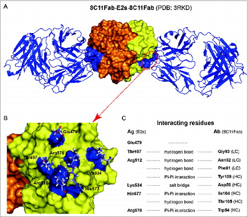 Figure 3. The crystal structure of 8C11Fab in complex with the E2s domain. (A) The structures of the E2s-8C11Fab complexes. (B) The epitope of mAb 8C11 on E2s, including E479, T497, R512, K534, H577 and R578 on the recombinant HEV capsid protein at the interface with an interacting Fab of the 8C11. (C) Interacting residues at the interface between E2s and 8C11Fab. The interactions include hydrogen bonds, Pi-Pi interaction and salt bridge.