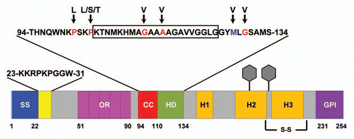 Figure 2 Schematic of murine PrP showing domain structure and mutations. ER signal sequence (SS, blue, aa 1–22); polybasic domain (yellow, aa 23–31); octapeptide repeats (OR, magenta, aa 51–90); charge cluster (CC, red, aa 94–110); hydrophobic domain (HD, green, aa 111–134); GPI signal sequence (GPI, purple, 231–254). Three α helices (H1, H2 and H3), two N-linked oligosaccharides (hexagons), and one disulfide bond (S-S) are present in the C-terminal half of PrP. The sequences for amino acids 23–31 and 94–134 are shown above the schematic. The boxed residues (105–125) indicate those deleted in ΔCR PrP. Residues mutated in familial prion diseases are indicated in red, and a nonpathogenic polymorphism in blue, with arrows pointing to the substituted amino acid.