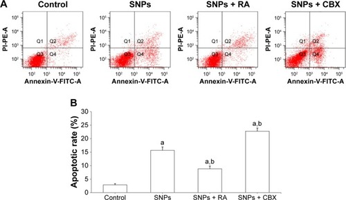 Figure 6 Effect of gap junction intercellular communication on silica nanoparticles (SNPs)-induced apoptosis in H9c2 cells determined by flow cytometry. (A) The apoptotic rate after treatment with 100 μg/mL SNPs for 24 h was determined by flow cytometry using Annexin V/PI double staining. (B) Effect of gap junction modulators (activator retinoic acid [RA] and inhibitor carbenoxolone disodium [CBX]) on the apoptotic rates. Values represent the mean ± standard deviation (n=6). aP<0.05, vs control group; bP<0.05, vs SNPs group.Abbreviations: FITC, fluorescein isothiocyanate; PI, propidium iodide.