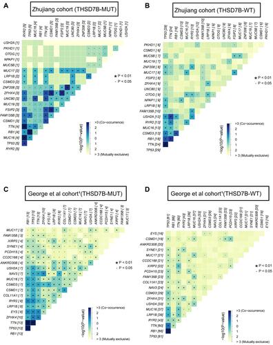 Figure 4 Co-occurrence mutation and mutual exclusivity of high-frequency mutant genes between THSD7B-MUT and THSD7B-WT. (A and B) Heatmap shows the co-occurrence mutation and mutual exclusivity of high-frequency mutant genes in THSD7B-MUT patients and THSD7B-WT patients (Zhujiang cohort) (Fisher’s exact test, P<0.01, “*”, P<0.05, “.”). (C and D) Heatmap shows the co-occurrence mutation and mutual exclusivity of high-frequency mutant genes in THSD7B-MUT patients and THSD7B-WT patients (George et al cohortCitation1) (Fisher’s exact test, P<0.01, “*”, P<0.05 “.”).