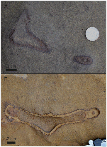 Figure 7. Two examples were relatively thin-walled vertical shafts possibly connect (A) or overlap (B) with thick-walled, knobby O. nodosa burrows. These possible connections could indicate that the vertical shafts with inner tubes are an integral part of the O. nodosa producers reproductive cycle.