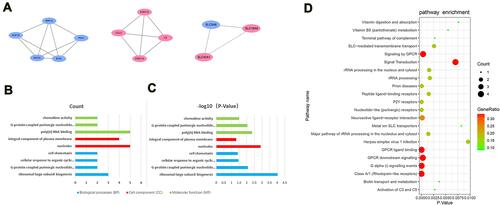 Figure 4 (A) Top modules from the protein–protein interaction network. (B) The biological process in functional enrichment of the DEGs in Modules was performed using the online biological tool DAVID between HF and T2DM with P-value and (C) gene count. (D) The pathway analysis of the DEGs in Modules by KOBAS 3.0. The abscissa represents the P-value, and the ordinate represents the terms. The size of the circle represents the number of genes involved, and the color represents the frequency of the genes involved in the term total genes.