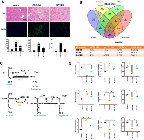 Figure 2 The effect of ACY-1215 on LPS/D-Gal induced ALF mice. (A) HE staining was used to detect histopathological changes in liver. TUNEL staining was used to detect the cell apoptosis level. The serum levels of ALT, AST, and TBIL were detected. (B) Venn diagram showing the protein quantitative sequencing. (A) ACY-1215 intervention group. M: Model group. N: Control group. M/N (up/down) represented the protein whose expression level was increased (decreased) in the model group compared with the normal group. A/M (up/down) represented the protein whose expression level was increased (decreased) in the ACY-1215 intervention group compared with the model group. The table showed different expression levels of MDH1, IDH1 and DNMT1 in different mice groups. (C) The substrate and product of MDH1 were L-Malate and Oxaloacetate. The substrate and product of IDH1 were Isocitrate and α-Ketoglutarate. (D) The levels of ATP, Oxaloacetate, MDH1, α-Ketoglutarate, Citrate, MDH1, L-Malate, Isocitrate and Succinate in liver were tested. Data are shown as mean ± SD. #P < 0.05, compared with the control group. *P < 0.05, compared with the LPS/D-Gal group.