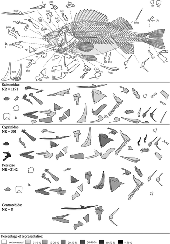 Figure 5. Skeletal elements before and after digestion in otter spraints (Perch skeleton, modified from Coutureau Citation2005). For abbreviations see Table III.