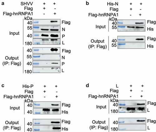 Figure 5. hnRNPA1 interacts with SHVV P protein. (A) CCO cells were transfected with pFlag-hnRNPA1 or p3×flag-CMV-14 (control), followed by SHVV infection. The whole-cell lysates were obtained at 24 h post infection and immunoprecipitated with anti-Flag antibody. The anti-N, anti-P, anti-L, and anti-Flag antibodies were used for Western blotting. (B-D) 293T cells were transfected with pFlag-hnRNPA1, together with the plasmids expressing His-N, His-P, or L. The whole-cell lysates were obtained at 24 h post transfection and immunoprecipitated with anti-Flag antibody. The anti-L, anti-His, and anti-Flag antibodies were used for Western blotting.