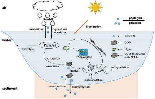 Figure 3. The environmental behavior of PFAAs in aquatic ecosystem