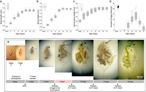 Figure 4. Boxplots of the growth and reproduction characteristics of Daphnia galeata HK and photomicrographs showing growth stages. (a) Body length measured from the point of the helmet to the base of the apical spin. (b) Body height measured from the dorsal to the ventral side of the body at its widest point. (c) Apical spine length measured from the base to the tip. (d) The number of eggs produced by D. galeata HK. (e) Embryonic development stages 3 and 5 and 3-, 6-, 9-, 12-, and 18-day-old adult daphnids. Below the photos, there is a timeline annotating the life stages based on studies of D. magna (Campos et al. Citation2018). To measure the sizes, we used 10 Daphnia. The relevant morphometric measurement ranges are illustrated in the upper left of each boxplot.