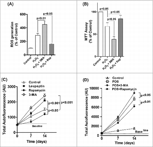 Figure 7. Decreased autophagy increases the generation of reactive oxygen species (ROS) and accumulation of lipofuscin-like granules in the RPE. After daily exposure of ARPE-19 cells to 200 μM H2O2 for 14 d 3-MA or rapamycin was added 12 h before assaying for: (A) ROS in RPE by the H2DCFDA assay, (B) mitochondria respiration using the MTT assay and (C) RPE cells maintained in basal medium with daily exposure to leupeptin (100 μM), rapamycin (50 nM), 3-MA (10 mM), or vehicle control for up to 14 d. The accumulation of autofluorescence granules was determined at 7 and 14 d by FACS analysis. (D) RPE cells were fed 2 × 107 photoreceptor outer segments (POS)/ml daily either alone or in combination with 3-MA or rapamycin in basal media. Autofluorescent granule accumulation was determined at 7 and 14 d by FACS analysis. For each experiment, differences between means were considered statistically significant from 3 independent experiment when P < 0.05.