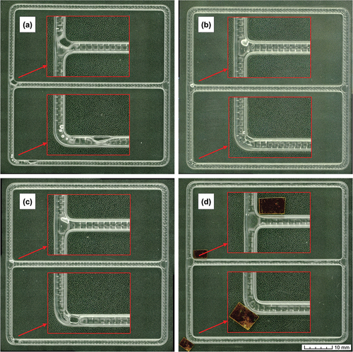 Figure 18. Representative specimens printed with four different approaches to avoid the formation of incomplete regions: (a) single squeegee stroke with snap-off distance, (b) double squeegee stroke, (c) double squeegee stroke with snap-off distance, and (d) single squeegee stroke with local tape pieces.