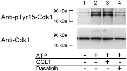 Figure 2. Representative Western blot results for investigations on the inhibitory properties of the glycoglycerolipid GGL1 (30 µg/ml) on full-length Myt1. Myt1 phosphorylates Cdk1 at Tyr-15 (compare lanes 1 and 2). GGL1 does not alter the extent of phosphorylation (lane 3). Dasatinib (10 µM) was used as an inhibition control and efficiently suppresses Cdk1-phosphorylation (lane 4). Myt1 and Cdk1 were present in all samples.