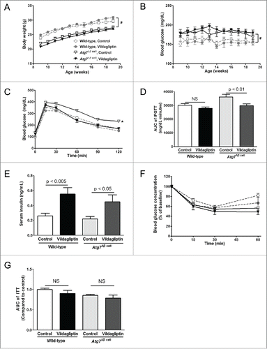 Figure 1. In vivo effects of vildagliptin on Atg7Δβ cell mice. During the 12-week experiments, (A) body weights and (B) fed blood glucose levels of the mice were monitored weekly. (C) After 12 weeks of vildagliptin treatment, IPGTT was performed, and (D) the area-under the curve (AUC) of IPGTT was calculated (n > 30 in each group). (E) Fasting serum insulin levels (n > 7 in each group) were measured. (F) ITT and (G) the AUC (n > 6 in each group) were examined. In (A)–(C) and (F), repeated measures ANOVA and post-hoc Tukey's HSD test were performed among the 4 groups: # indicates significant difference (p < 0.005) between wild-type and Atg7Δβ cell mice regardless of treatment; * indicates significant difference (p < 0.05) of the control-Atg7Δβ cell group from the other 3 groups. In (D), (E) and (G), Student's t tests were performed between control and vildagliptin groups in each mouse genotype; NS indicates no significant difference.