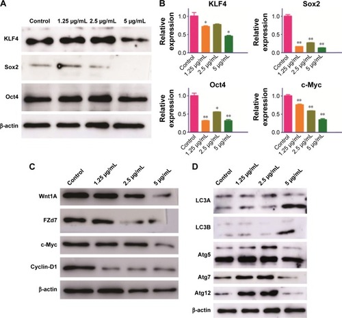 Figure 5 CONPs inhibited stemness and the activation of the Wnt signaling pathway of prostate cancer.Notes: (A) Western blot assay of KLF4, Sox2, and Oct4 in PC-3 cells treated with CONPs at different concentrations for 48 h. KLF4, Sox2, and Oct4 were downregulated after treatment with CONPs, especially at the concentration of 5 μg/mL. (B) qRT-PCR assay of KLF4, Sox2, Oct4, and c-Myc in PC-3 cells treated with CONPs at different concentrations for 48 h. The expression levels of KLF4, Sox2, Oct4, and c-Myc in PC-3 cells were downregulated after CONP treatment (*P<0.05, **P<0.01, ANOVA assay). (C) Western blot assay of genes in the Wnt signaling pathway in PC-3 cells treated with CONPs at different concentrations for 48 h. Wnt1A, FZD7, c-Myc, and Cyclin-D1 protein levels were downregulated by CONPs after 48 h. (D) Western blot assay of autophagy signaling in PC-3 cells treated with CONPs at different concentrations for 48 h. LC3A, LC3B, and Atg5 were upregulated at all the CONP concentrations tested. Atg7 and Atg12 were upregulated at concentrations of 1.25 μg/mL and 2.5 μg/mL but were downregulated at the concentration of 5 μg/mL.Abbreviation: CONPs, cuprous oxide nanoparticles.