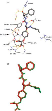Figure 6 The highest ranking binding mode of inhibitor Pnu177496 as suggested by our docking-scoring conditions. (A) Detailed view of the docked structure and the corresponding interacting amino-acids. (B) Comparison between the docked conformer/pose of inhibitor Pnu177496 (green) as produced by the docking simulation and the crystallographic structure of this inhibitor within h-PTP 1B (red, PDB code: 1g7f)
