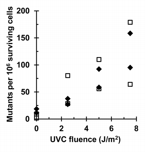 Figure 5. CHK1 inhibitor TCS2312 does not increase UV-induced mutation frequency at the HPRT locus: UV-induced (0, 2.5, 5, or 7.5 J/m2) HPRT mutation frequencies in NHF1 following treatment with vehicle (closed diamonds) or 1 µM TCS2312 (open squares) expressed as mutants per 106 surviving cells (n = 2). In both vehicle and TCS2312 treated cells, UV induced a fluence-dependent increase in mutation frequency (P < 0.005, linear regression analysis). The UV-induced mutation frequency was not different between cells treated with vehicle or inhibitor (P = 0.97, linear regression analysis).