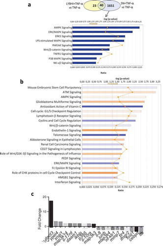 Figure 1. Gene and cellular pathways modulation by F. prausnitzii SN. (a) Comparison of the genes modulated by LYBHI+TNF-α vs TNF-α and SN+TNF-α vs TNF- α. The genes specifically modulated by SN and linked to inflammatory pathways have been represented using IPA canonical pathway display: y-axis displays the -log of the p-value which is calculated by Fisher’s exact test right-tailed. The orange points interconnected by a thin line represent the ratio. This ratio is calculated as follows: # of genes in a given pathway that meet the cutoff criteria, divided by the total # of genes that make up that pathway and that are in the reference gene set. (b) IPA canonical pathway display of the genes modulated in the comparison LYBHI+TNF-α vs SN+TNF-α: y-axis displays the -log of p-value which is calculated by Fisher’s exact test right-tailed. The orange and blue colored bars indicate predicted pathway activation, or predicted inhibition, respectively (z-score). Only genes with z-score are represented. The orange points interconnected by a thin line represent the ratio. (c) Histogram of the ten most up- and downregulated genes in the comparison LYBHI+TNF-αvs SN+TNF-α