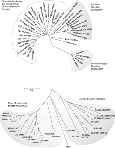 Figure 3.  Phylogenetic tree showing the relationship of the cyanobacterial BicA family (30 members) to the Arabidopsis SulP sulphate transporter family (13 members), the human SLC26A family (9 members) and a selection of bacterial BicA-like proteins (13 members). Protein sequences were aligned using ClustalW and nearest neighbour-joining routines in MEGA4 software (www.megasoftware.net). The scale marker represents 0.2 substitutions per residue.
