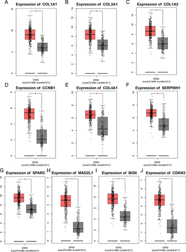Figure 4 Validation of selected hub genes expression in gastric cancer tissues and normal tissues using GEPIA database. ((A–J): COL1A1, COL3A1, COL1A2, CCNB1, COL4A1, SERPINH1, SPARC, MAD2L1, BGN and CDKN3). *P < 0.05.