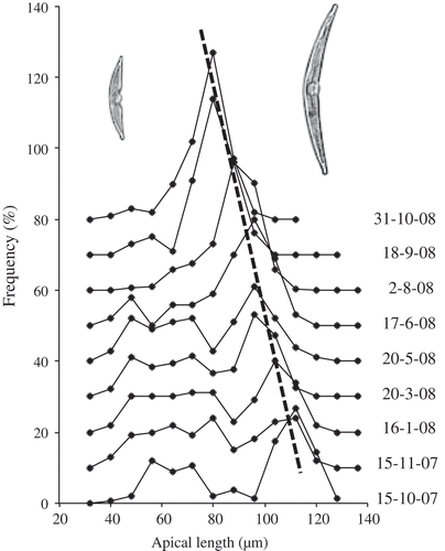 Fig. 4. Relative frequency of the size distributions of apical lengths of H. baicalensis in Lake Baikal during 2007 and 2008, but with the curves offset by adding 10% to each subsequent sampling date. The dashed line indicates the decline in apical length in the age class that size regenerated in October 2007 (size classes are ± 4 μm). For clarity, only every other sample date is presented. The individual curves for each sample date are shown in Fig. 3.