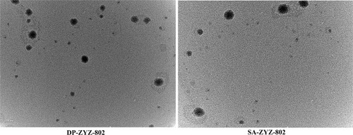 Figure 1 Characterization of liposomal ZYZ-802. Morphological analysis of DP-ZYZ-802 and SA-ZYZ-802 was performed by using Transmission electron micrograph.