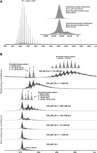 Figure 2.  Electrospray ionization Fourier transform ion cyclotron resonance (ESI FT-ICR) mass spectra of recombinant human carbonic anhydrase (CA) I measured in acetonitrile/water/acetic acid (49.5:49.5:1.0, v/v) solvent. (A) A broadband mass spectrum of native CA I (protein ion charge state 27+ labelled) and the corresponding charge-deconvoluted mass spectrum (inset), showing both experimental and calculated isotopic distributions. (B) Partial mass spectra (expanded view on the charge state 27+) for acetaldehyde-treated CA I. An adduct with a mass increment of +26 Da corresponds to a Schiff base (imine) formation between acetaldehyde and a free amino group (lysine side chain) in the protein, and an adduct of +44 Da corresponds to a carbinolamine intermediate (see text for details). The simulated isotopic patterns were calculated from the elemental formulae of different protein forms using a custom Tcl-script embedded in XMASS™ software. A non-specific sodium adduct (+22 Da), resulting from incomplete protein desalting, is marked with a star.