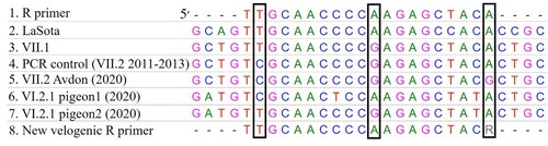 Figure 1. The nucleotide sequence of the new VII.2 virus (5) differs from the R primer (1) at three positions (black frames), but only at the first 3′ position is there a difference which is not found in other field viruses (3, 4, 6, 7) (sub-genotype VII.1, older sub-genotype VII.2 and sub-genotype VI.2.1). In the new primer, this position was replaced with R (mix of A and G).