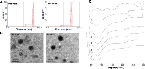 Figure 4 (A) Particle size distribution and (B) morphological characteristics of MH-PNs and MH-MNs, as determined by DLS and TEM, respectively. (C) DSC thermogram of (a) MH, (b) physical mixture of MH and HA-PBCA, (c) blank PNs, (d) MH-PNs, (e) physical mixture of MH, HA-PBCA and TPGS, (f) blank MNs, and (g) MH-MNs.Abbreviations: DLS, dynamic light scattering; DSC, differential scanning calorimetry; HA-PBCA, hyaluronic acid-poly(butyl cyanoacrylate); MH-MNs, morin hydrate-loaded mixed nanoparticles; MH-PNs, morin hydrate-loaded plain nanoparticles; TEM, transmission electron microscopy; TPGS, D-alpha-tocopheryl polyethylene glycol 1000 succinate.