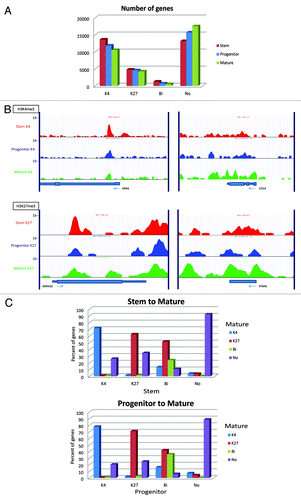 Figure 7. Chromatin changes from stem to progenitor to the most differentiated cells (mature cells). (A) Comparison of numbers of promoter genes with respective histone status. (B) Representative histone modification patterns of K4-enrichment for a stem-cell gene (KRAS) and a differentiation marker (CD14) and K27-enrichment of a stem-cell gene (ADRA2C) and a mature-cell gene (IFNA6). (C) K4/K27 mark change upon differentiation in Patient 10. Percentages of each histone status are shown in in bar graphs for differentiation from stem to mature cells (upper) and from progenitor to mature cells (lower).